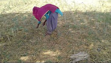 भारतीय देसी प्रेमी ने खेत में काम कर रही उसकी जवान प्रेमिका का मजेदार मुलाकात